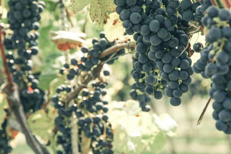 Uvas Para Vinho Conhe A Os Principais Tipos Blog Vinho E Sabor